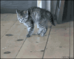 bopping-danger-kitty.gif
