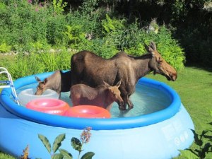 moose in pool